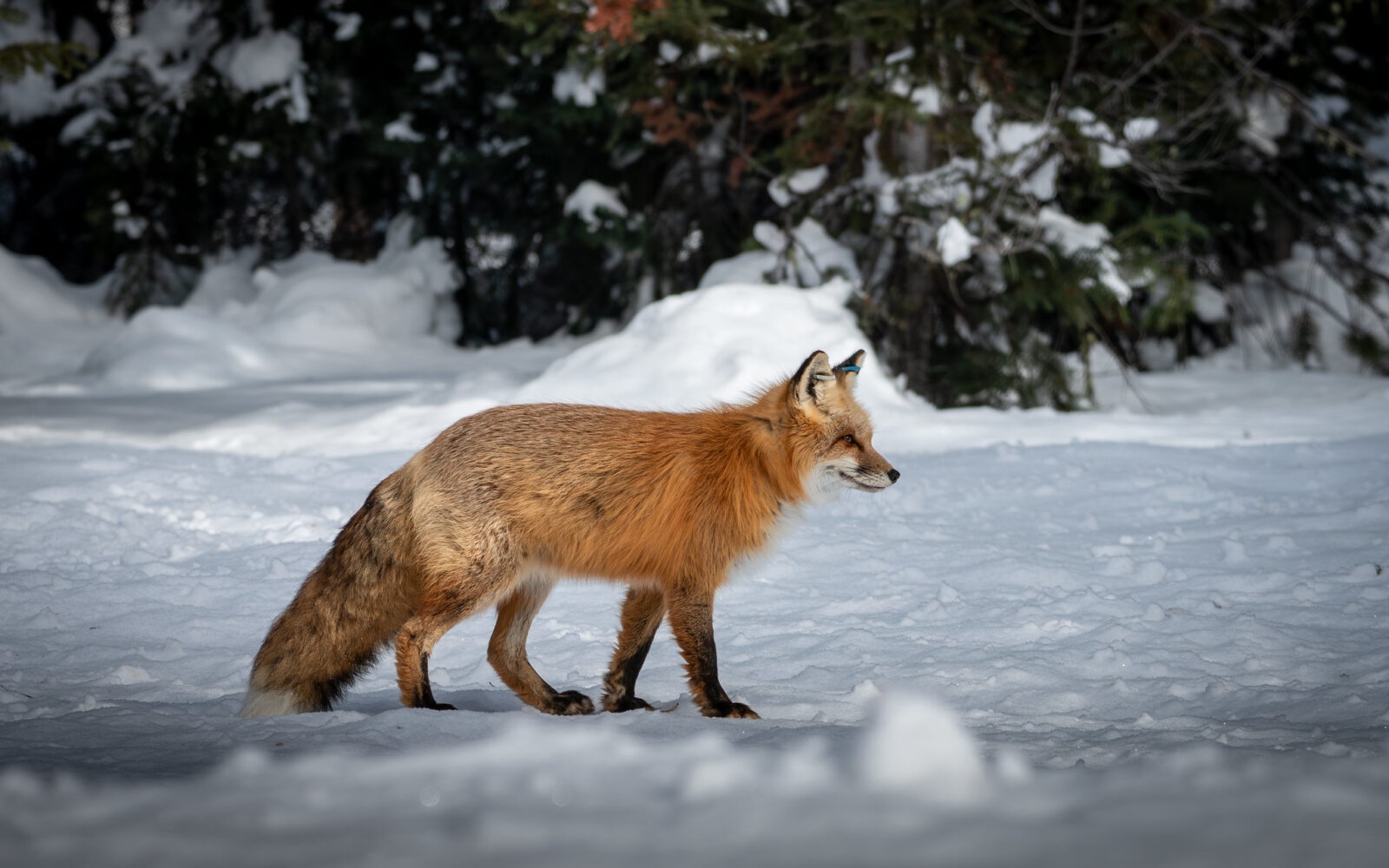 Wildlife Whereabouts: Resident Wildlife Face Winter Challenges - Winter Fox