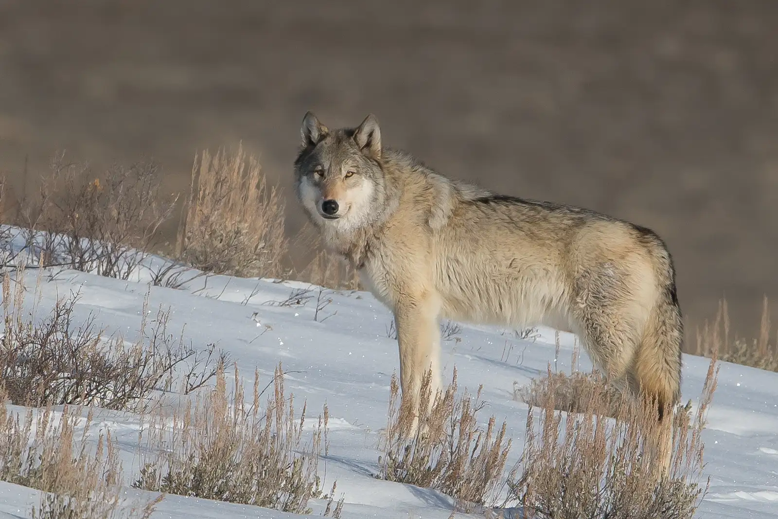 grand-teton-national-park-foundations-winter-wildlife-Wolves