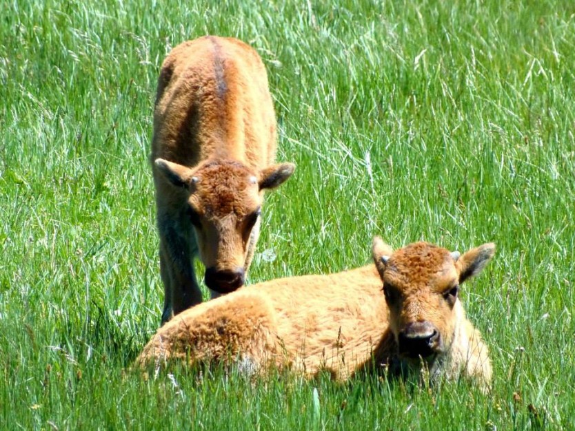 baby bison_Pat Leary