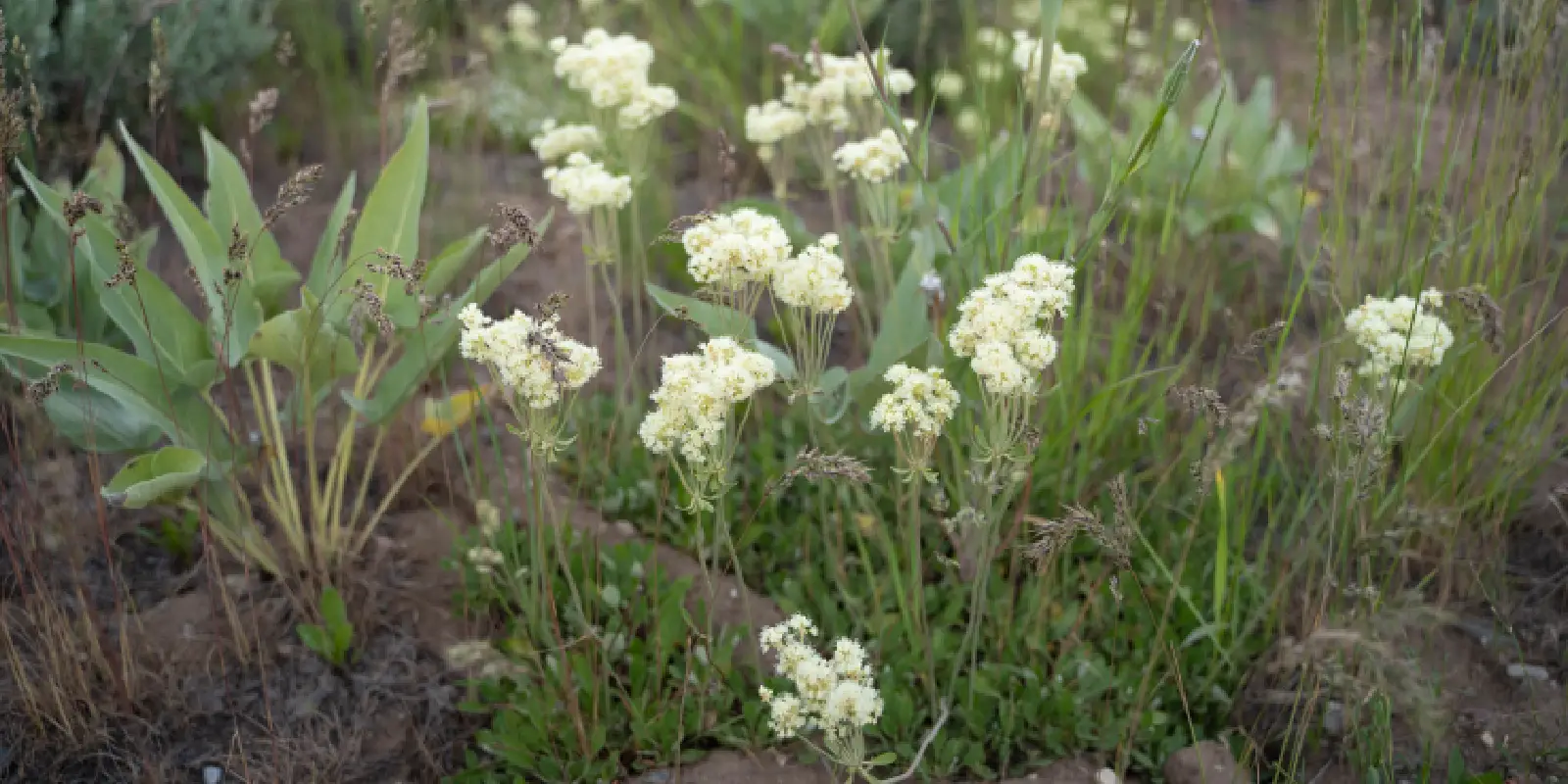 Grand Teton - Kelly Hayfields Habitat Restoration