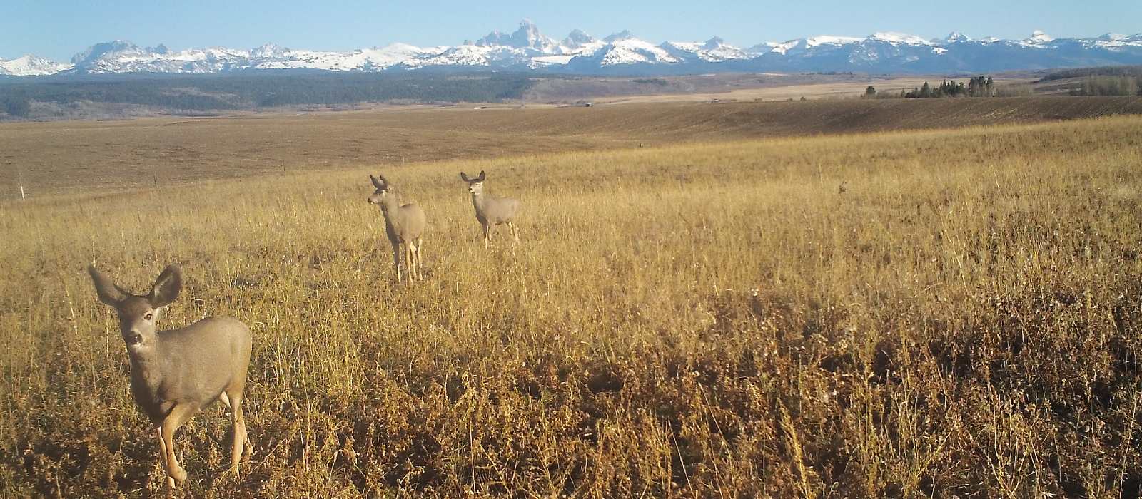 Grand Teton National Park Foundation - wildlife-monitoring-chronic-wasting-disease