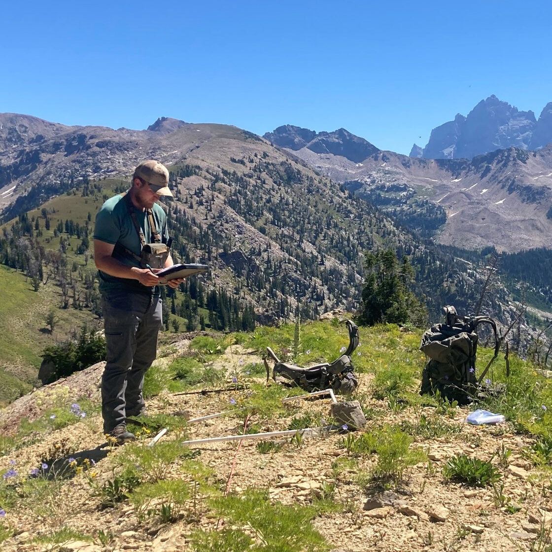 Bighorn Sheep study A GTNP biologist tracks bighorn sheep movements throughout the Teton Range.