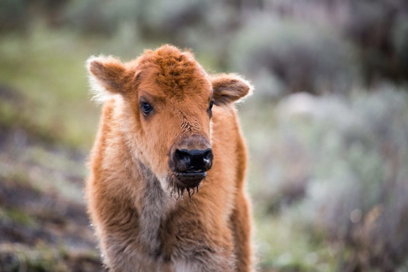 bison-calf-867811