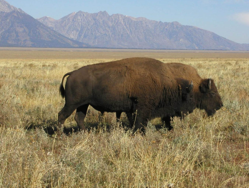 bison cow and bull_cropped