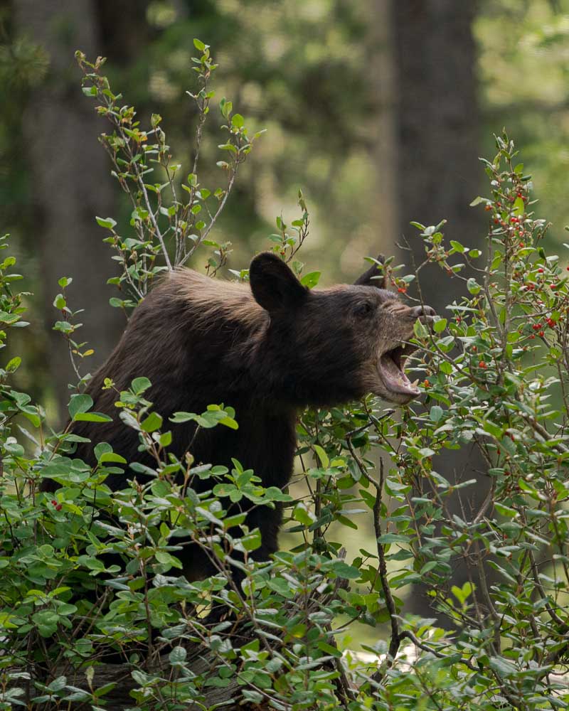 A black bear in Grand Teton enjoying berries. Photo: Josh Metten, Jackson Hole EcoTour Adventures.