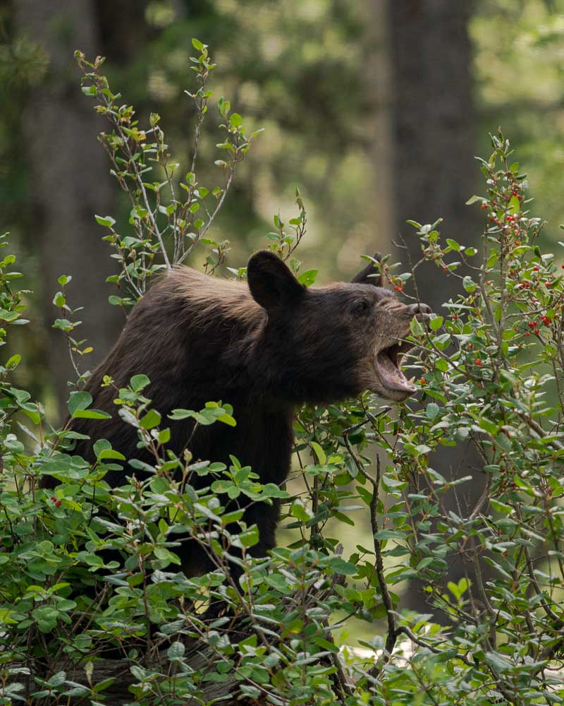 cinnamon black bear eating berries @joshmettenphoto A black bear in Grand Teton enjoying berries. Photo: Josh Metten, Jackson Hole EcoTour Adventures.
