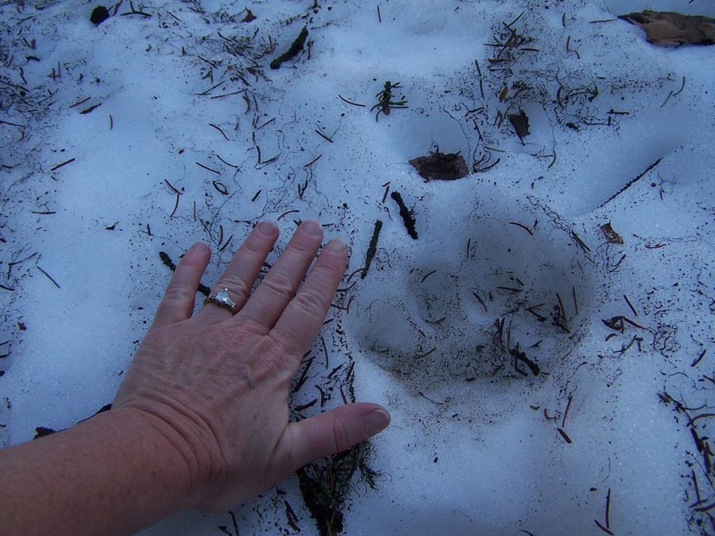 cougar track in snow Grand Teton National Park Foundation