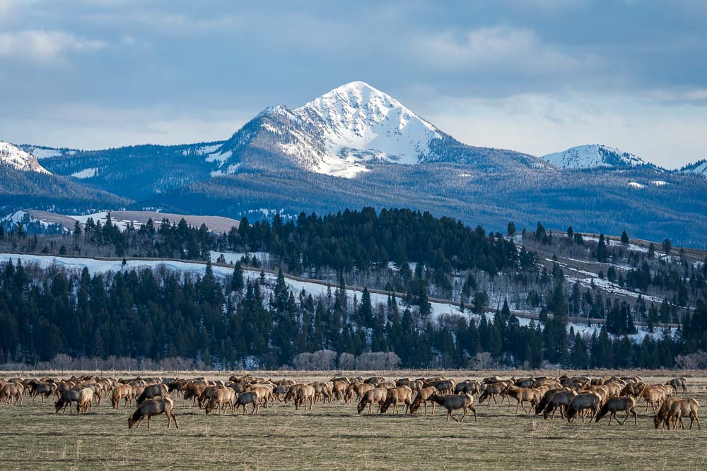 Elk migrate north near the town of Kelly in Grand Teton National Park. Photo: Josh Metten.