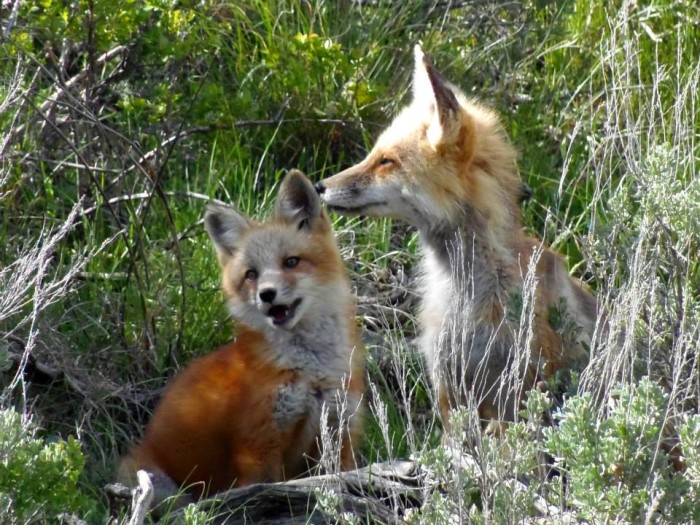 fox photo 2