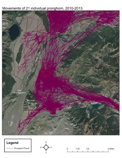 Travel paths of pronghorn created by connecting successive GPS location points obtained from radio collars in chronological order. The northern terminus of the Path of the Pronghorn—the population’s migration corridor connecting summer ranges in the park with winter ranges in the Green River basin—lies in the lower right hand corner. The travel paths show the nexus of the Antelope Flats Parcel for migration routes and important summer habitat.