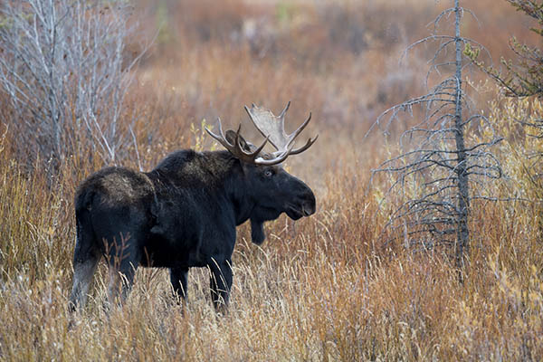 Protecting Antelope Flats