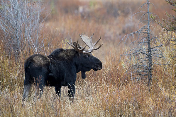 Protecting Antelope Flats