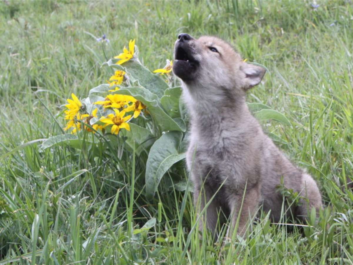 Grand Teton National Park - Wildlife - Wolf Research