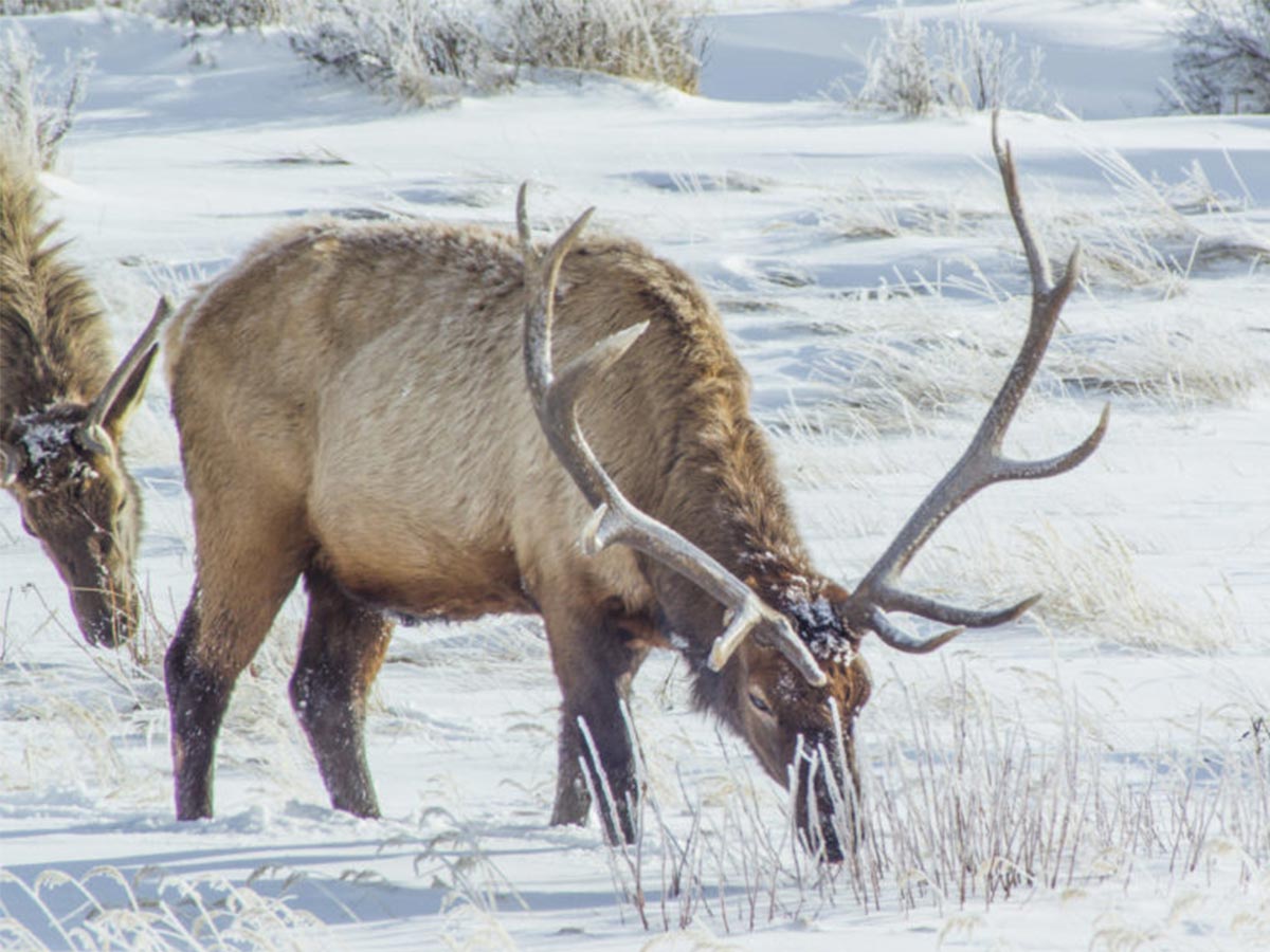 Bull Elk Eating In Winter - Winter Wildlife