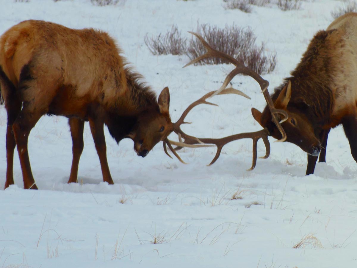 Elk in snow - Winter Wildlife