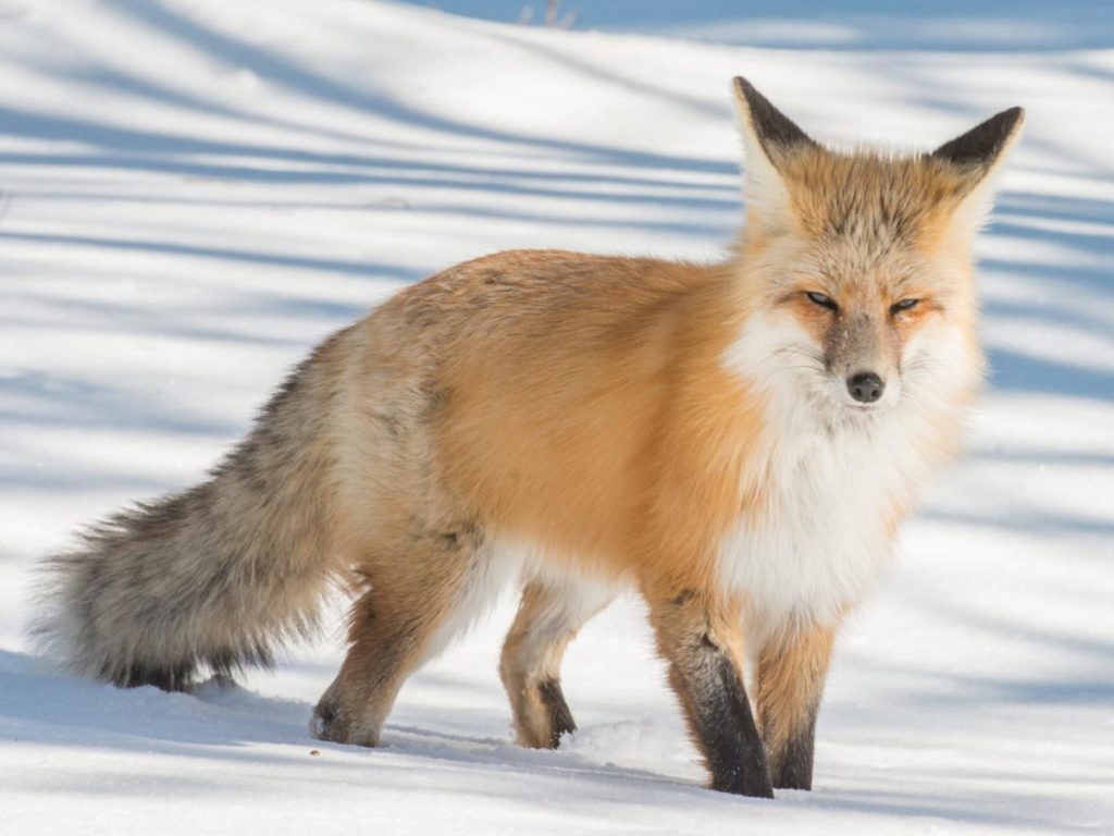 Fox in winter - Winter Wildlife