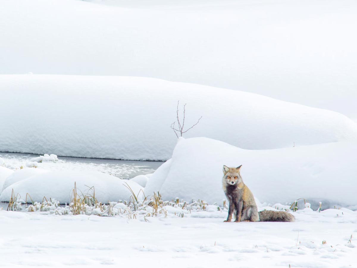 Fox in winter resting - Winter Wildlife