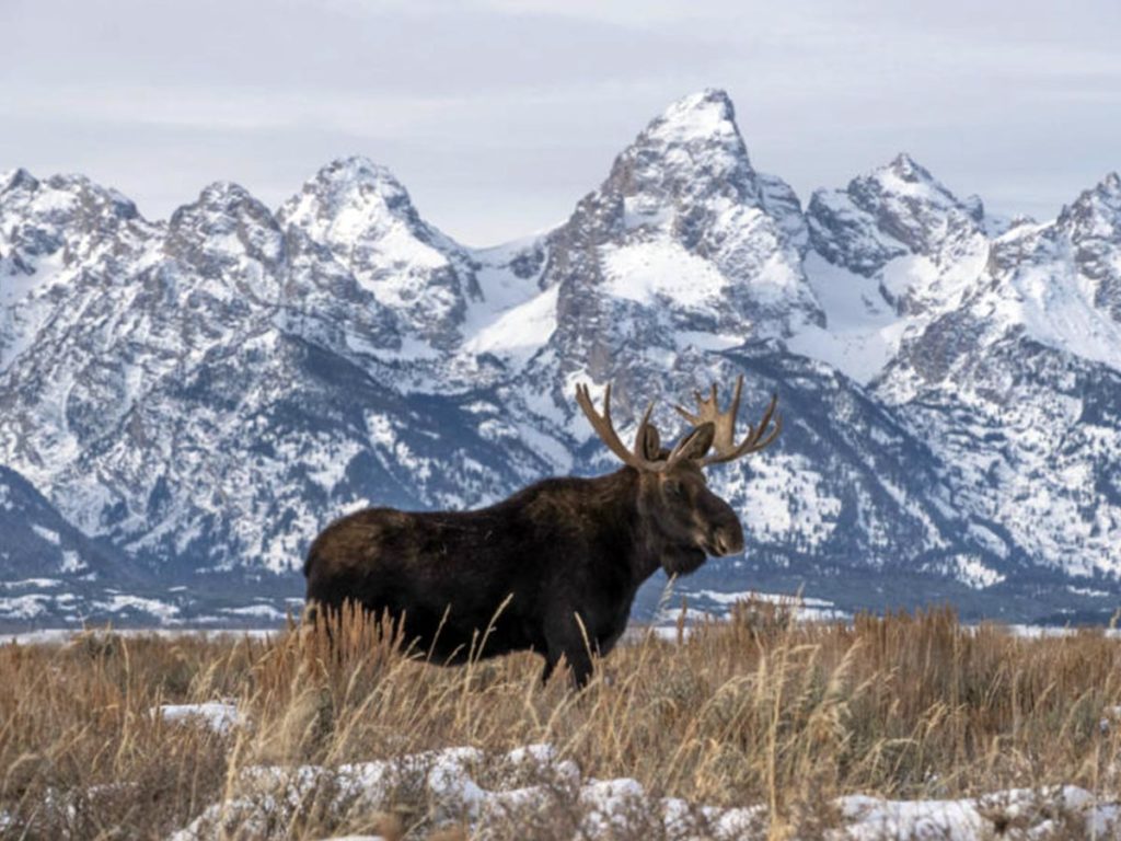 Moose - Winter Wildlife