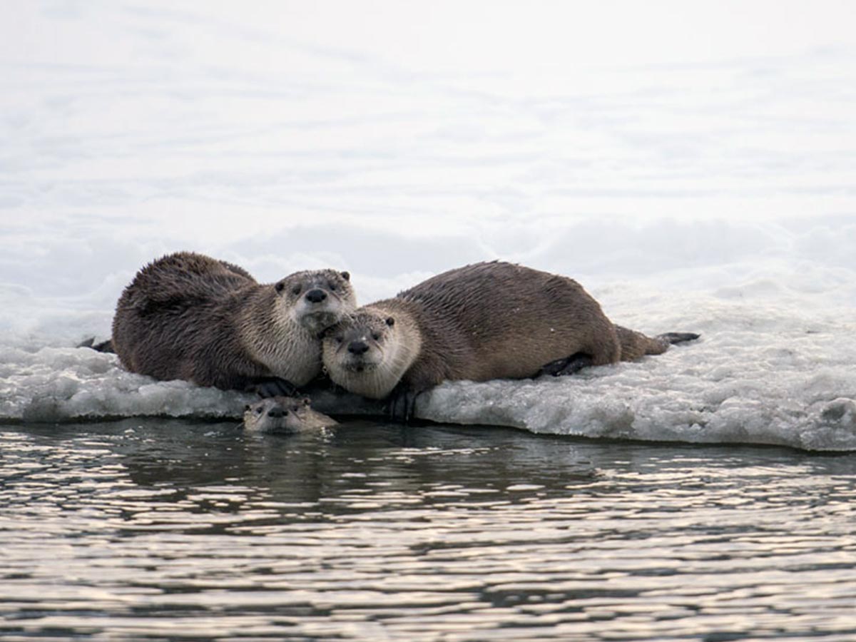 Otters in snow water - Winter Wildlife