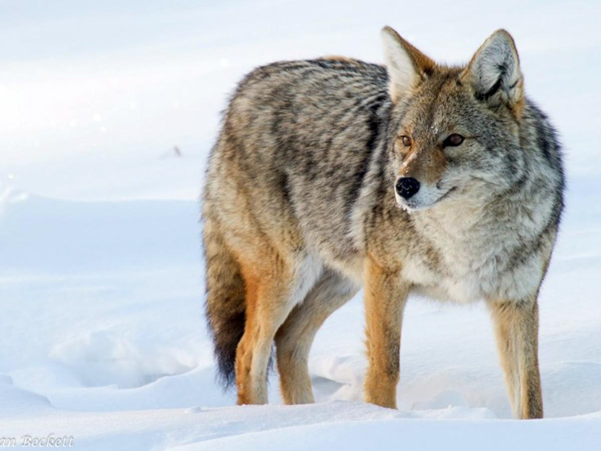Wolf in snow - Winter Wildlife