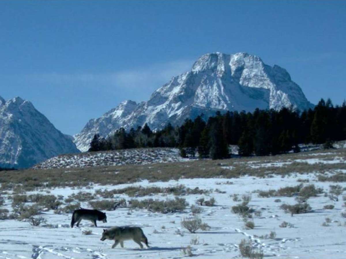 grand-teton-national-park-foundations-winter-wildlife-Wolves