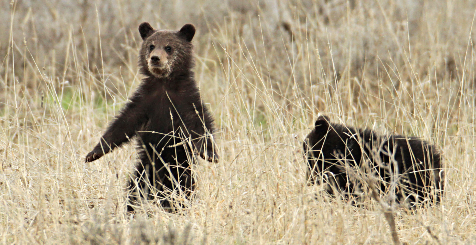 griz cubs griz cubs