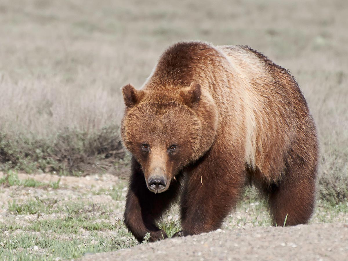 Grizzly bear-human interactions: studies to unravel the relationships of humans and grizzly bears that occupy the same landscape, focused on developing techniques that will foster wild bear populations and safety-conscious visitor activities.