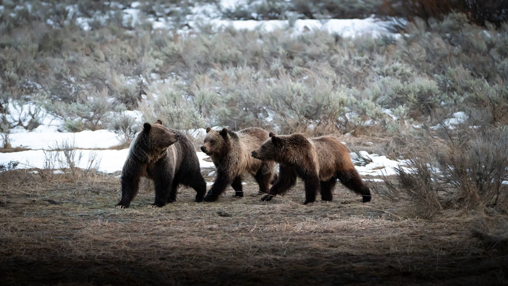 Photo from CJ Adams/NPS.