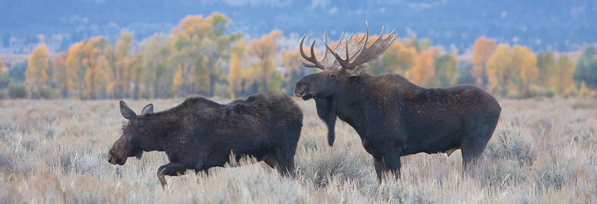 Grand Teton National Park Foundation