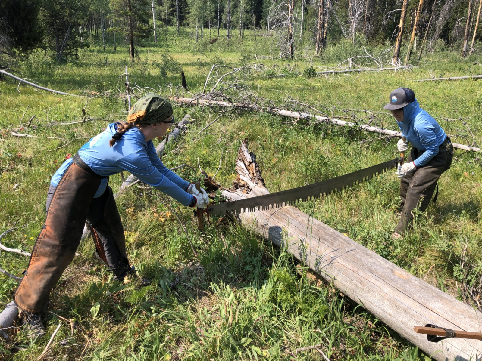 image (25) YCP crew members work to harvest timber for new footbridges at Emma Matilda Lake.