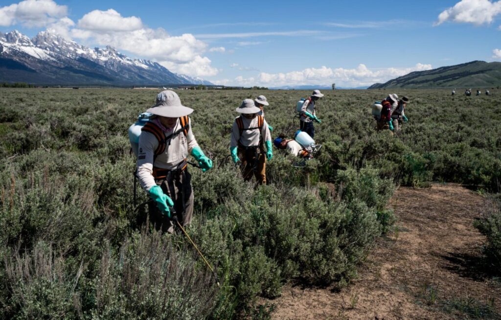 The youth crew use backpacks loaded with herbicide to spray around the sagebrush, aiming for pesky weeds growing in tight pockets and hard to reach areas.