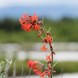 Scarlet Gilia is a native forb found throughout Grand Teton National Park.
