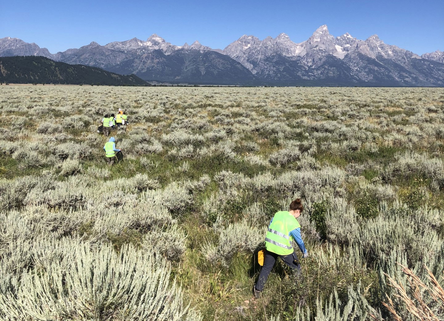 seed-collecting YCP crew members collect native seeds on Antelope Flats in Grand Teton National Park.