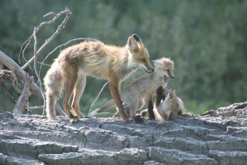 A mother fox and her kits of the year. Photo: Kristine Kent.