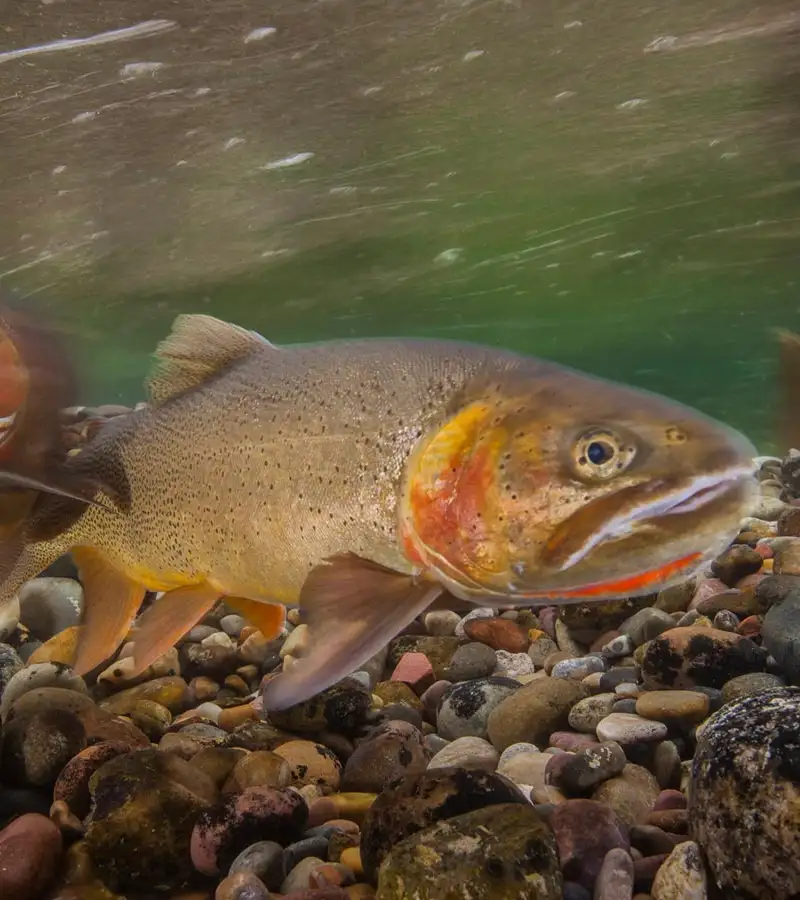 Grand Teton Fishing - Native Fish Conservation