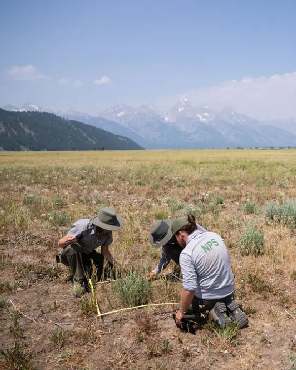 Grand Teton - Kelly Hayfields Habitat Restoration