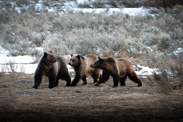 Grand Teton National Park Foundation