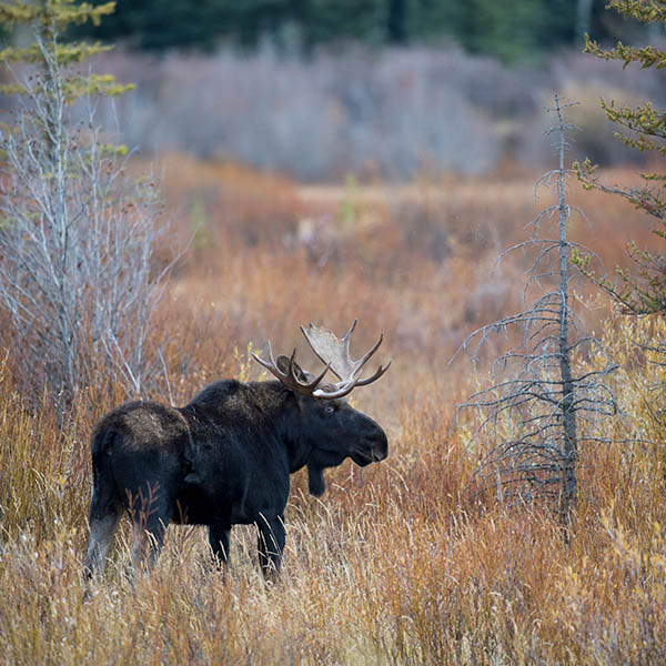 Grand Teton National Park Foundation Initiatives