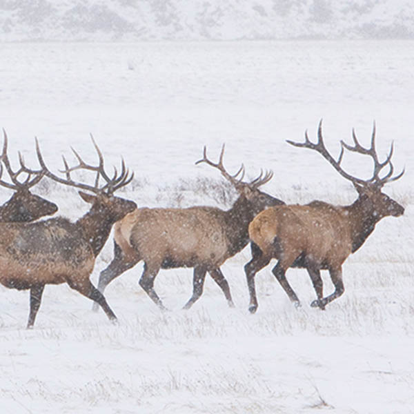 Grand Teton National Park Foundation