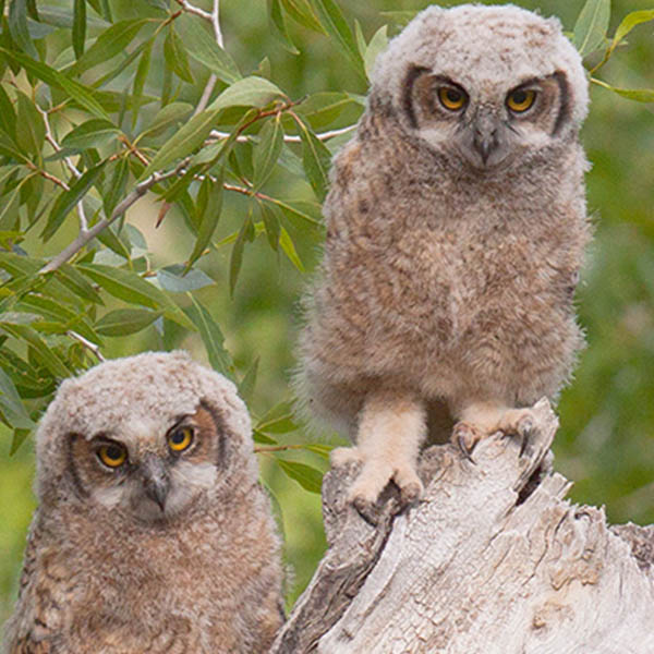 Grand Teton National Park Foundation