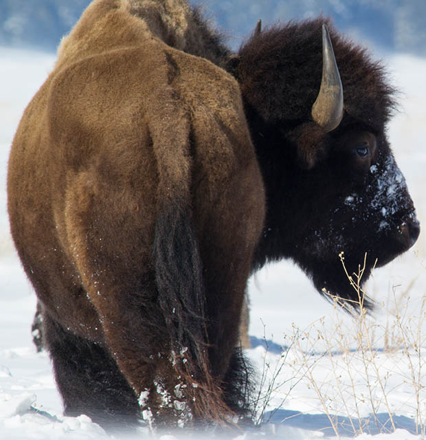 Grand Teton National Park