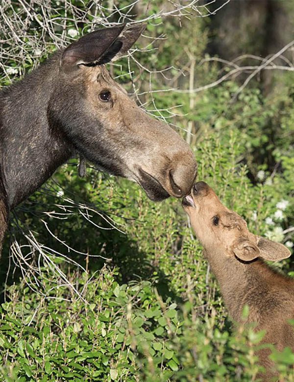 Grand Teton National Park Foundation