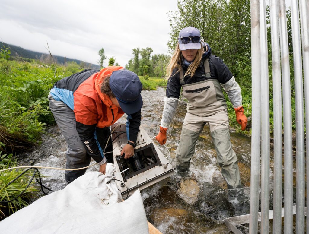 Trekking through the stream in waders, half of the fish crew lug the heavy camera rig into position.
