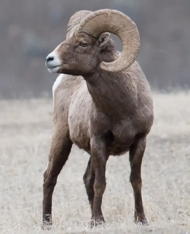 Wildlife in Grand Teton - Monitoring Ungulate Populations of Concern