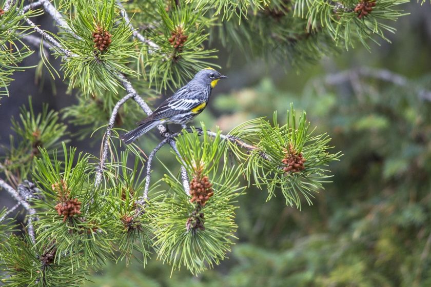 yellow-rumped-warbler-1028685_1280